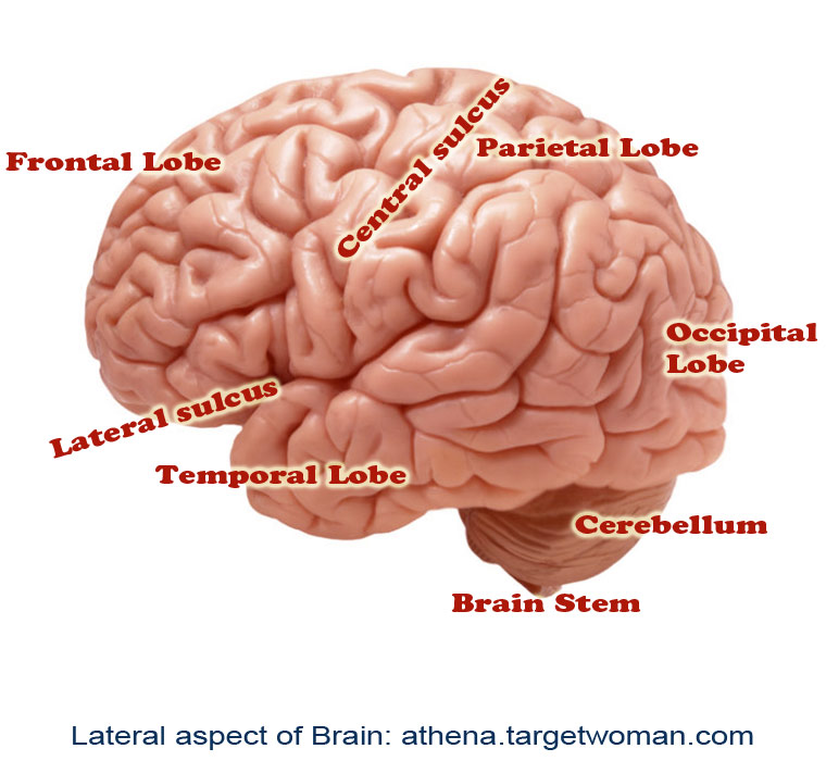 Lateral Aspect of Brain
