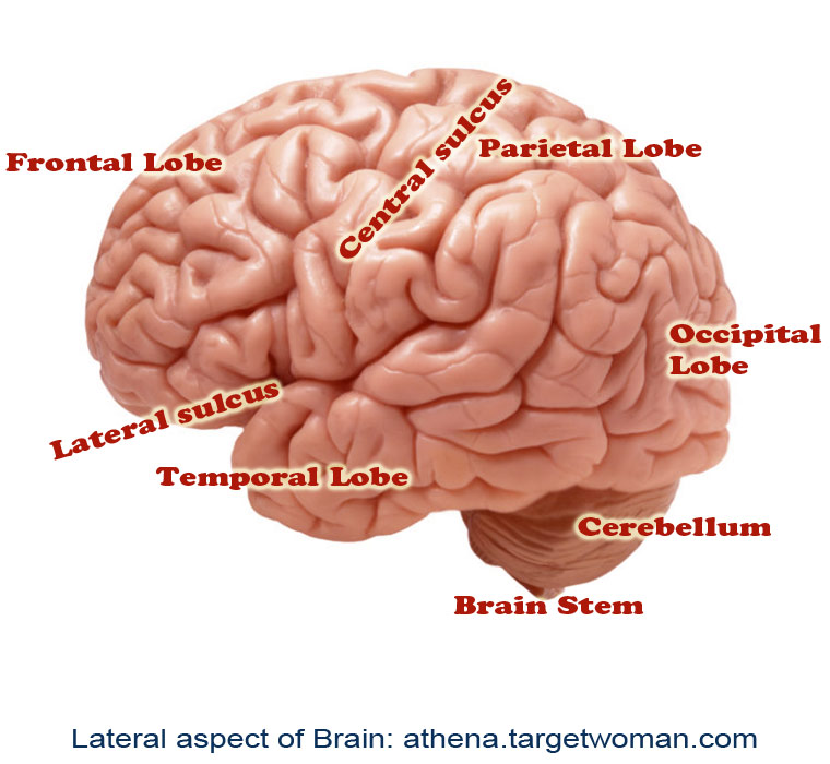 Tourette's Syndrome